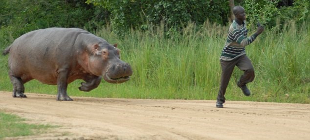 hippo chase